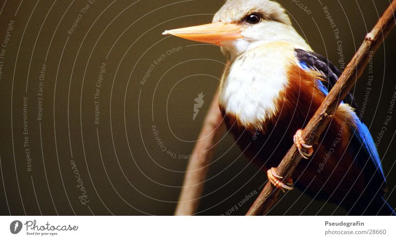 Fogi Zoo Animal Wild animal Bird Wing 1 To hold on Friendliness Blue Kingfisher Beak Feather Twig Colour photo Multicoloured Exterior shot Close-up Deserted