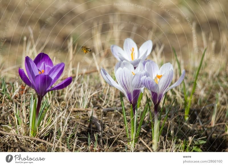 Flowers of spring crocus Nature Plant Blossom Jump Spring fever blossoms animal bee bee pollen beekeeper blooming copy space flowers glow honey insect nobody