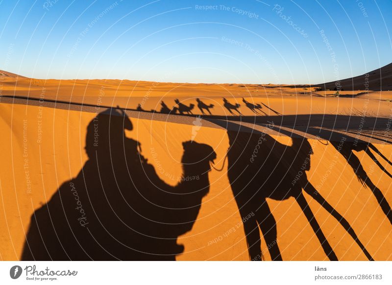 Caravan Vll Desert caravan Camel Dromedary Sahara Morocco Sand Shadow