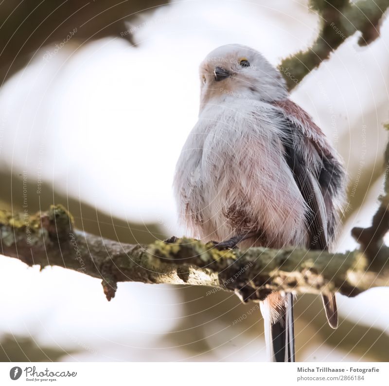 Plumped up tail tit in a tree Nature Animal Sky Sunlight Beautiful weather Tree Twigs and branches Wild animal Bird Animal face Wing Claw Long-tailed Tit