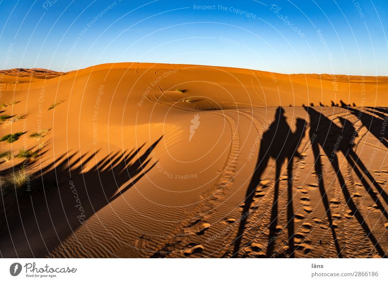 Caravan V Sahara Desert Sand Sun Sunset Shadow Camel Dromedary