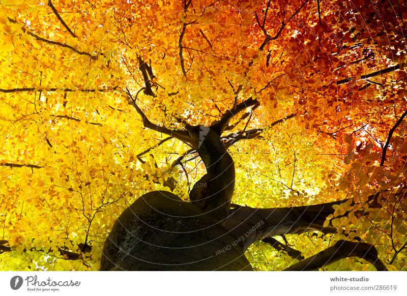 The veins of life Autumn Yellow Orange Transience Joie de vivre (Vitality) Life Rachis Vessel Life line Tree trunk Treetop Christmas tree decorations Branch