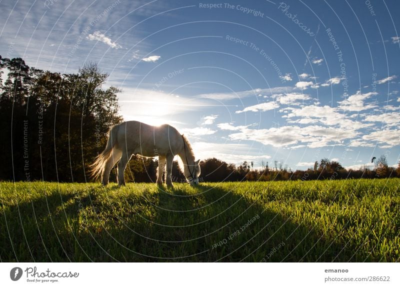 mold Environment Nature Landscape Plant Animal Sky Clouds Weather Grass Meadow Field Farm animal Horse 1 To feed Stand Blue Green White Ride Riding stable