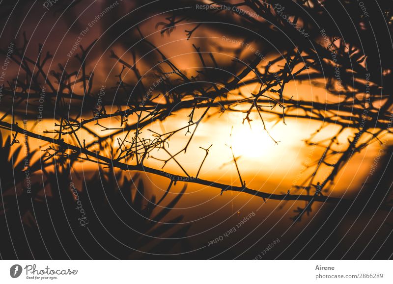 nice farewell Nature Sky Night sky Sunrise Sunset Weather Beautiful weather Bushes Twigs and branches Illuminate Kitsch Natural Gold Orange Black Emotions