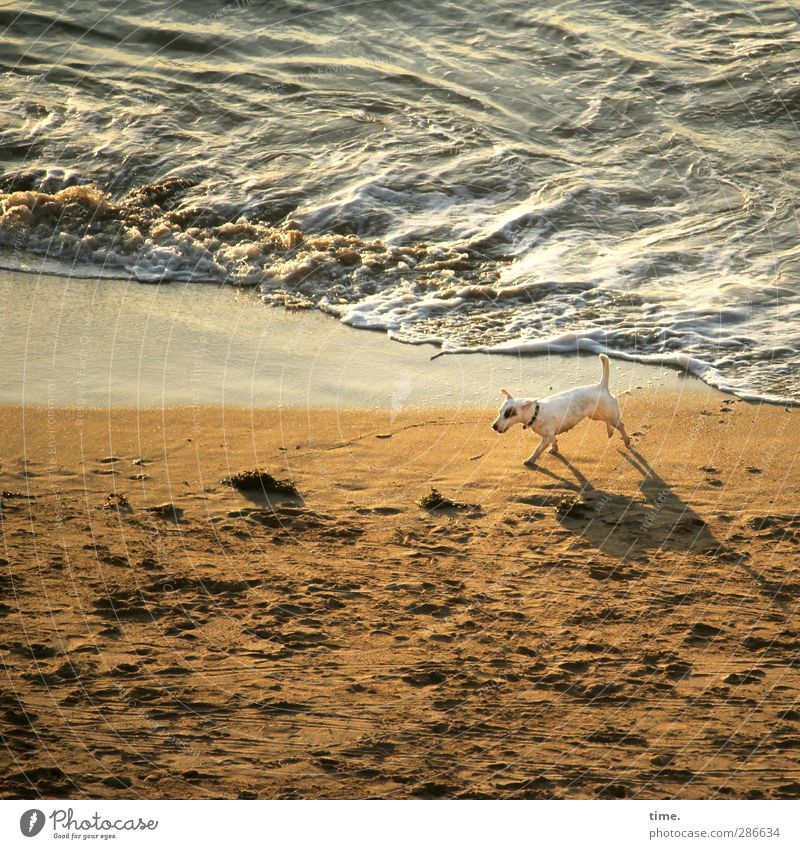 on patrol Sand Water Beautiful weather Waves Coast Beach Ocean Animal Pet Dog 1 Movement Going Walking Threat Wet Watchfulness Serene Calm Vacation & Travel