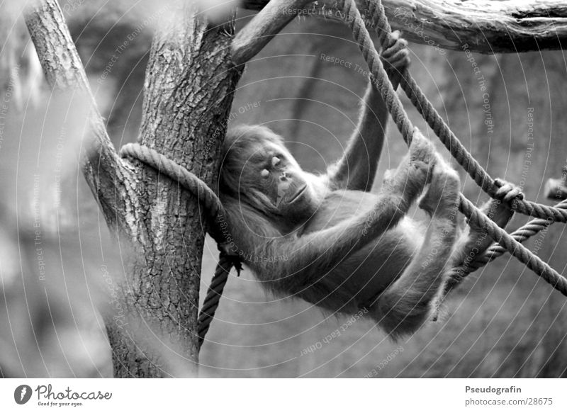have a real hangover Rope Zoo Animal Wild animal 1 To hold on Hang Lie Sleep Orang-utan Black & white photo Exterior shot Day Animal portrait