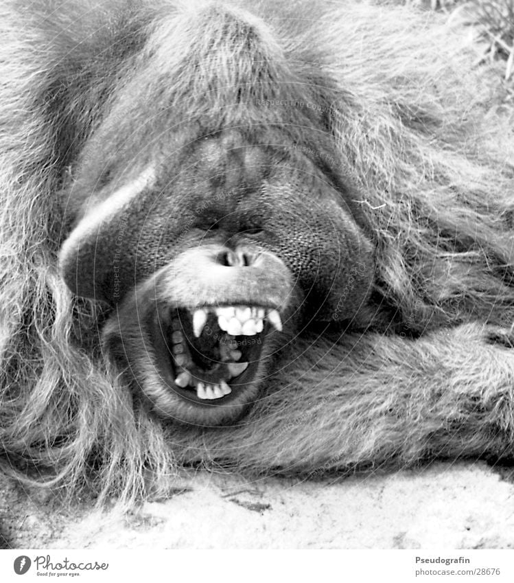 *Geeselike* Zoo Animal Wild animal 1 Scream Fatigue Orang-utan Snout Yawn Set of teeth Muzzle Black & white photo Exterior shot Close-up Day Animal portrait