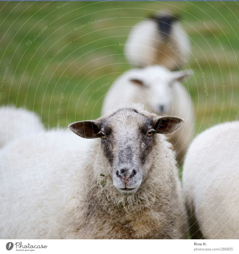 Standing in line Nature Autumn Meadow Pet Farm animal Sheep 4 Animal Wait Natural Looking Queue Colour photo Exterior shot Deserted Shallow depth of field