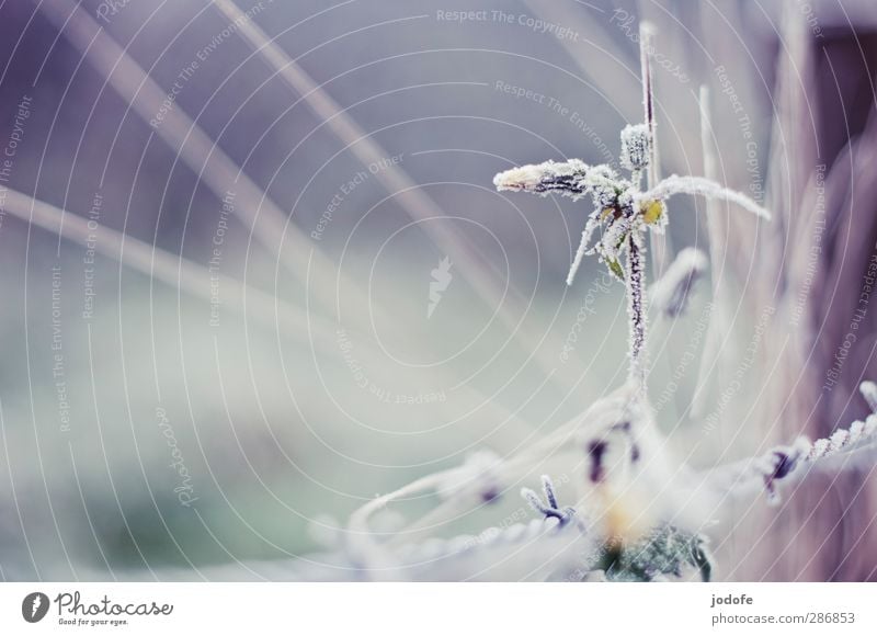 Flower ice candied Environment Nature Plant Ice Frost Cold Dandelion Frozen Crystal Barbed wire Hoar frost Winter Autumn Colour photo Subdued colour