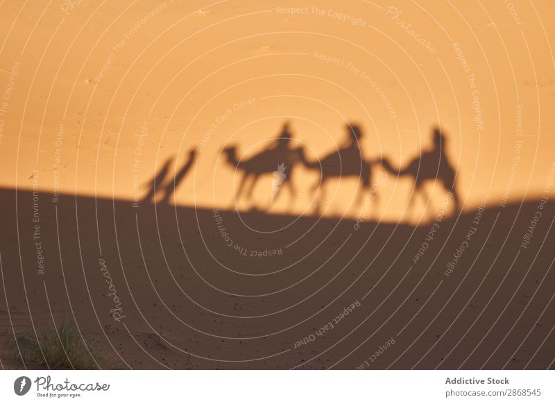 Shadow on sand of camels and people Camel Human being Desert Marrakesh Morocco Sand Landing Going Nature Vacation & Travel Africa Tourism Hot Caravan Adventure
