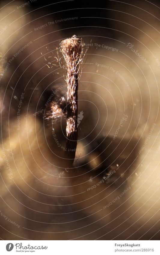 I Decoration Rotate Small Long Cute Brown Calm Carpet Thread Macro (Extreme close-up) Cloth Textiles Colour photo Interior shot Detail Deserted Copy Space left