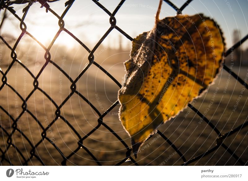Winter foliage 2 Nature Autumn Grass Leaf Blue Brown Yellow Green Fence Wire netting Wire netting fence Colour photo Subdued colour Exterior shot Close-up
