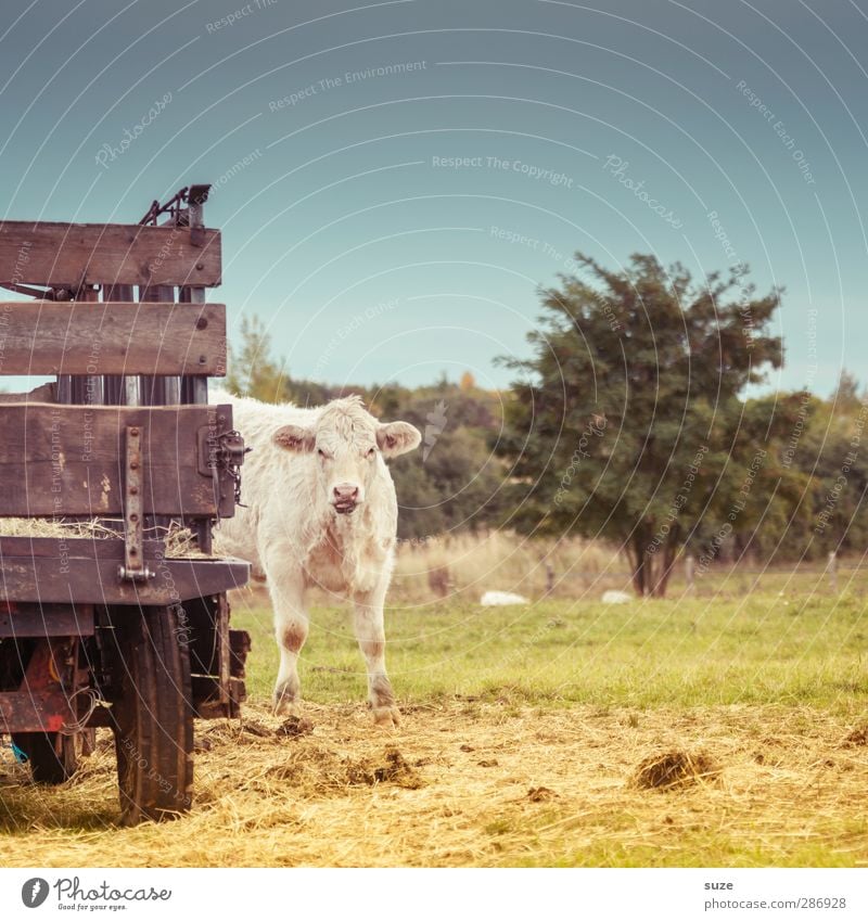 coo Environment Nature Animal Sky Summer Beautiful weather Tree Meadow Truck Trailer Farm animal Cow 1 Baby animal Small Natural Cute Bullock Country life
