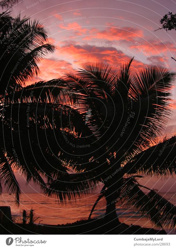 Sunset II Palm tree Ocean Beach Seychelles Violet Back-light