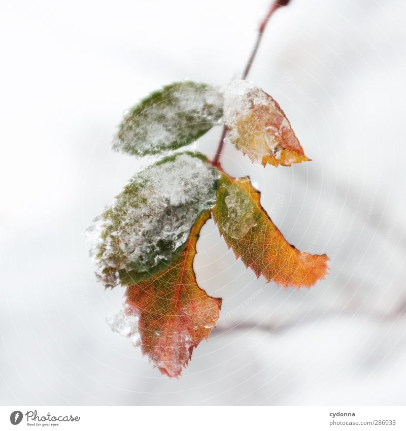 Resistant Environment Nature Autumn Winter Climate Climate change Ice Frost Snow Leaf Esthetic Uniqueness Discover Idyll Cold Life Calm Beautiful Protection