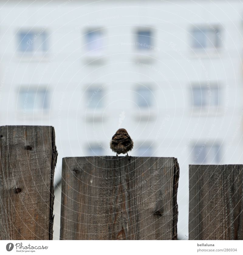 300 when I grow up, I'm gonna be a buffer! Nature Beautiful weather Animal Wild animal Bird Wing 1 Sit Wait Brown Gray White Wood Wooden board Fence Fence post