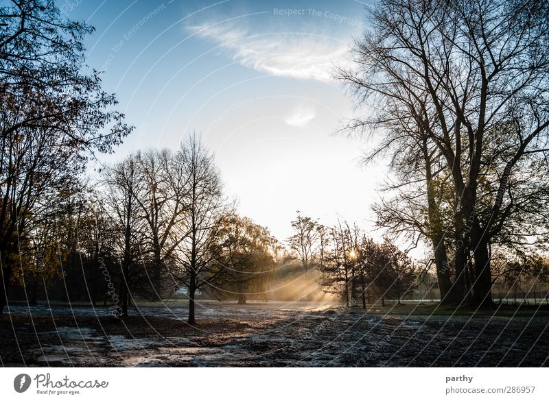 winter wonderland Winter Snow Environment Nature Sky Clouds Sun Sunrise Sunset Sunlight Autumn Beautiful weather Tree Leaf Park Blue Brown Yellow Colour photo