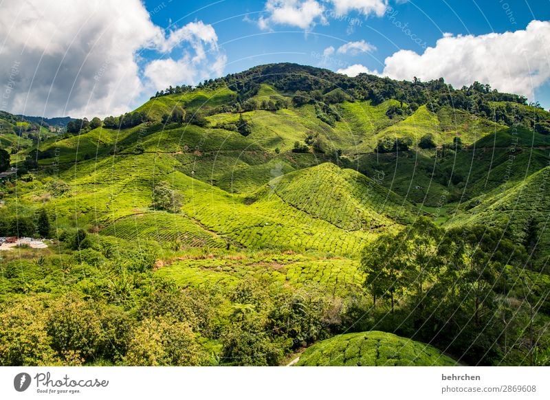 land of milk and honey | for tea lovers Sunlight Contrast Light Day Deserted Exterior shot Colour photo Wanderlust cameron highlands Malaya Asia Green Fantastic