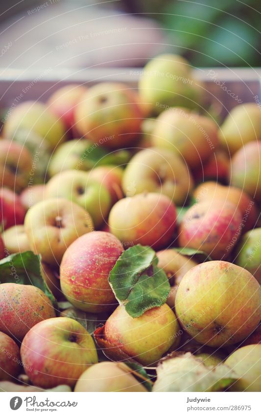 An apple a day .. Food Fruit Apple Nutrition Picnic Organic produce Vegetarian diet Healthy Life Kitchen Thanksgiving Fitness Sports Training Nature Autumn