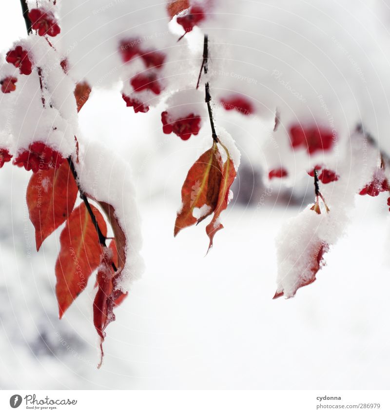 red-white contrast Environment Nature Autumn Winter Climate Climate change Ice Frost Snow Tree Leaf Esthetic Loneliness Uniqueness Colour Idyll Cold Life Calm