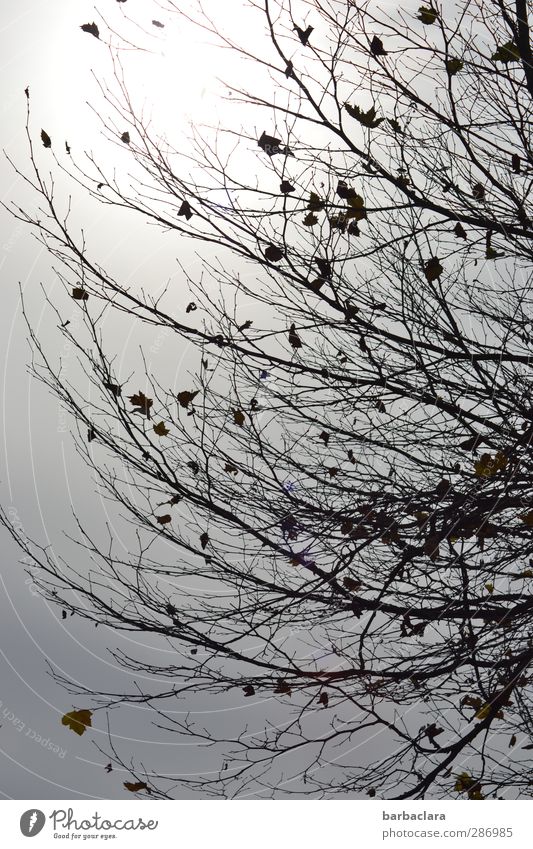 Tristesse with glimmer of hope Sky Sun Autumn Tree Leaf Twigs and branches To fall Illuminate Bright Gray Black Emotions Moody Power Calm Longing Bizarre