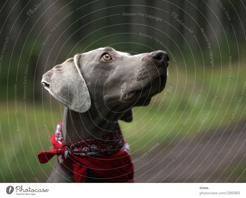 Resistance is pointless Environment Nature Beautiful weather Forest Neckerchief Dog collar Animal Pet Weimaraner 1 Observe Looking Exceptional Watchfulness