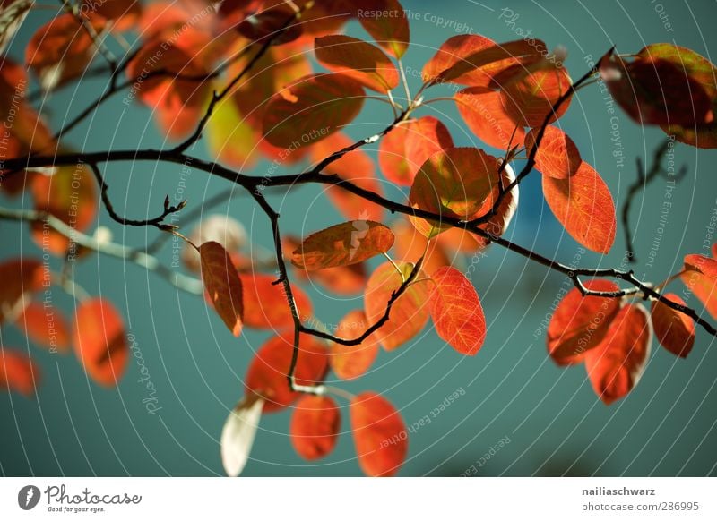 autumn colours Environment Nature Plant Sunlight Autumn Tree Leaf Foliage plant Beech tree Branch Twigs and branches Garden Park Wood Ornament Line Old Hang