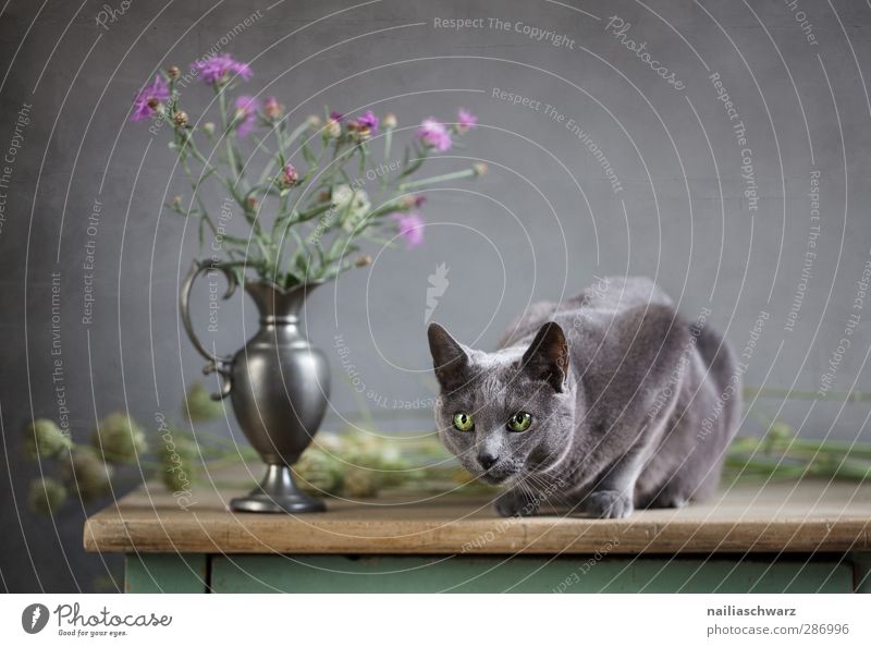 Cat and thistle Blossom Animal Pet Animal face racy russian blue 1 Bouquet Table Vase Wood Metal Observe Fragrance Glittering Hunting Illuminate Lie Looking