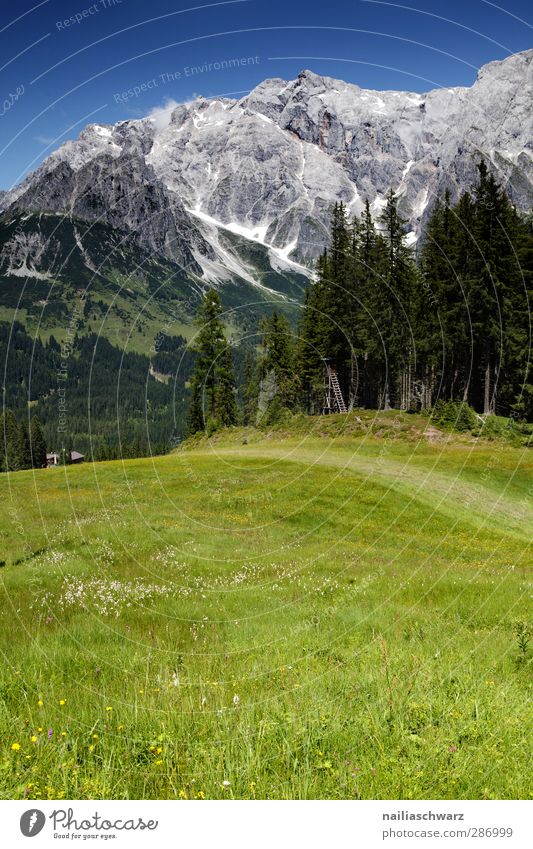 alpine meadow Environment Nature Landscape Plant Sky Summer Beautiful weather Field Rock Alps Mountain High King Snowcapped peak Relaxation Happiness Fresh