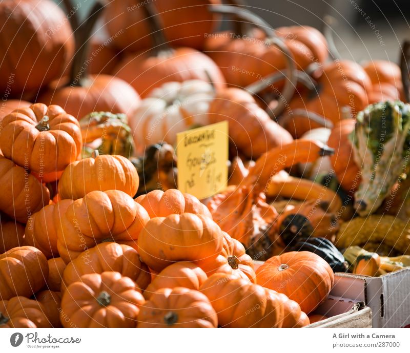 in abundance Food Vegetable Pumpkin Organic produce Vegetarian diet Diet Orange Autumn Decoration Sell Offer Market stall Markets Colour photo Multicoloured