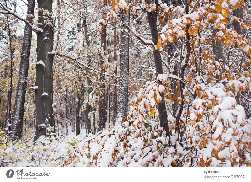 woodland Environment Nature Autumn Winter Climate Climate change Ice Frost Snow Tree Forest Esthetic Loneliness Uniqueness Discover Idyll Cold Life Calm