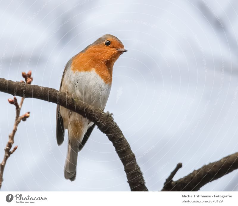 Curious robin Nature Animal Sky Sunlight Beautiful weather Tree Twigs and branches Wild animal Bird Animal face Wing Claw Robin redbreast Beak Eyes Feather