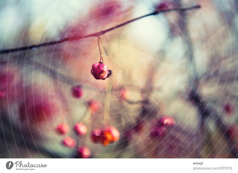 berry Environment Nature Plant Bushes Foliage plant Natural Pink Berries Colour photo Exterior shot Close-up Detail Macro (Extreme close-up) Pattern Deserted