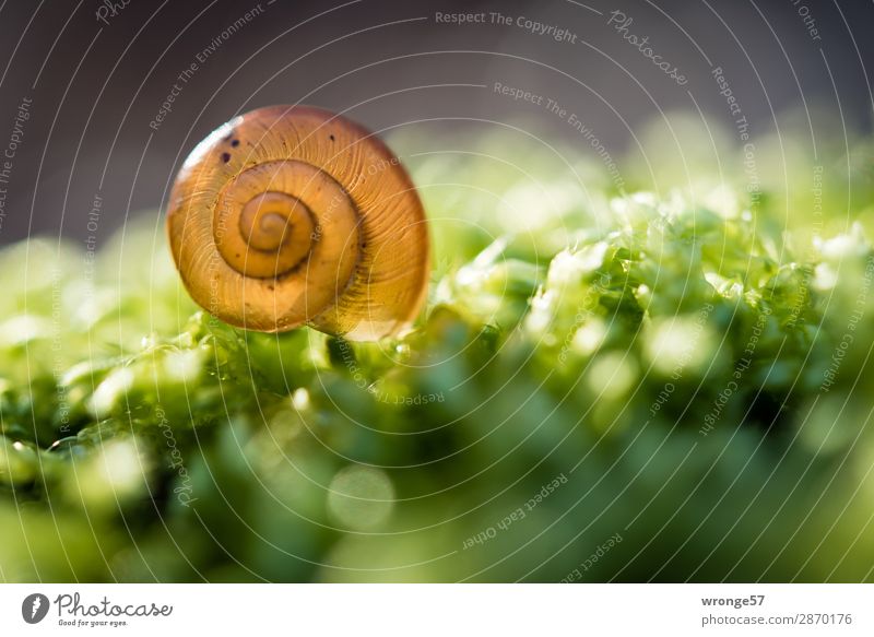 Snail shell in back light House (Residential Structure) Animal 1 Esthetic Beautiful Near Round Brown Green Spring Woodground Moss Back-light Translucent