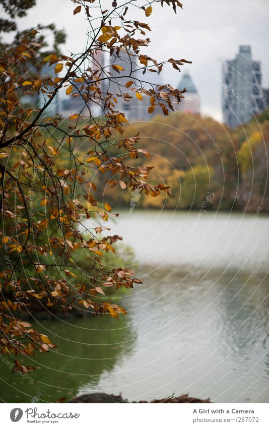 In the park Autumn Tree Leaf New York City Town Downtown Skyline House (Residential Structure) Happiness Multicoloured Lakeside Pond Subdued colour