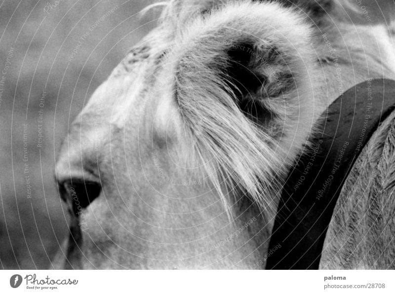 big eavesdropping attack Cow Transport Ear Black & white photo Macro (Extreme close-up)