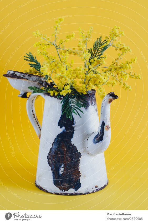 Old coffee pot as a vase with acacia flowers. Joy Harmonious Well-being Fragrance Interior design Decoration Nature Plant Spring Tree Flower Leaf Blossom