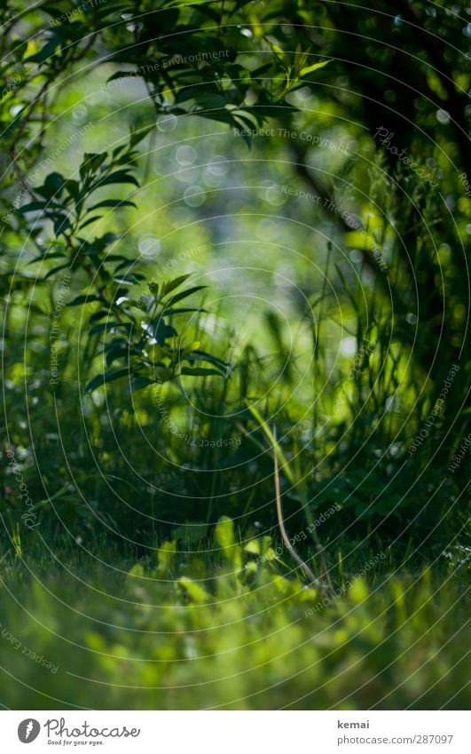 Green Hell Stuttgart Environment Nature Plant Grass Bushes Foliage plant Weed Garden Park Meadow Growth Fresh Colour photo Exterior shot Deserted Day Light