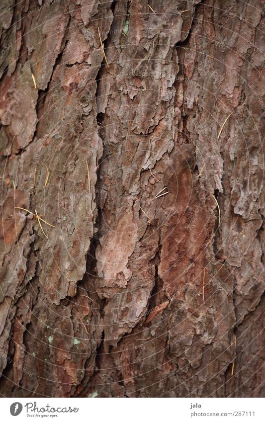 bark Environment Nature Plant Tree Natural Brown Tree bark Tree trunk Pine Colour photo Exterior shot Deserted Copy Space left Copy Space right Copy Space top