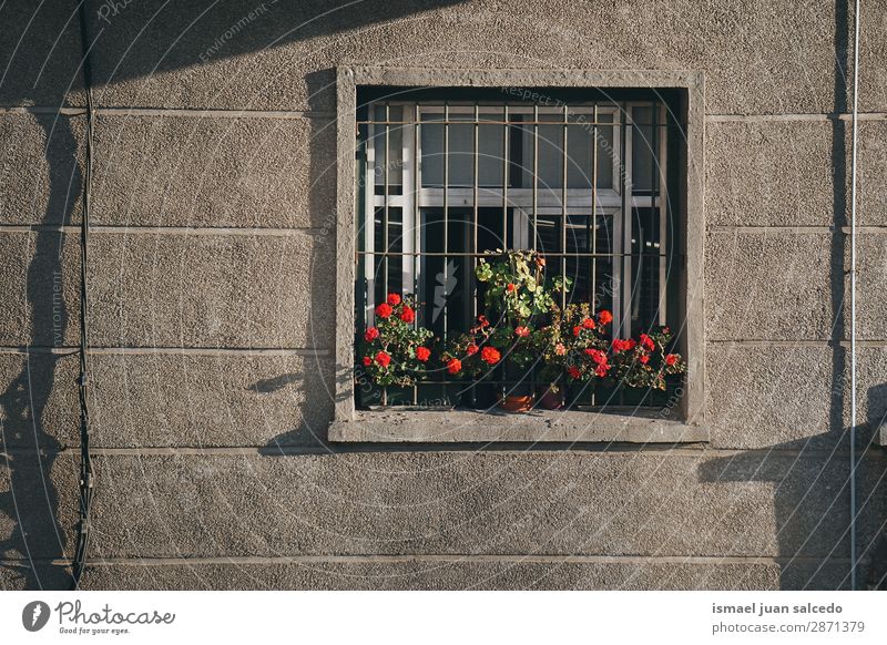plants in the window in the house Window Facade Building Balcony House (Residential Structure) Home Street City Exterior shot Colour Multicoloured