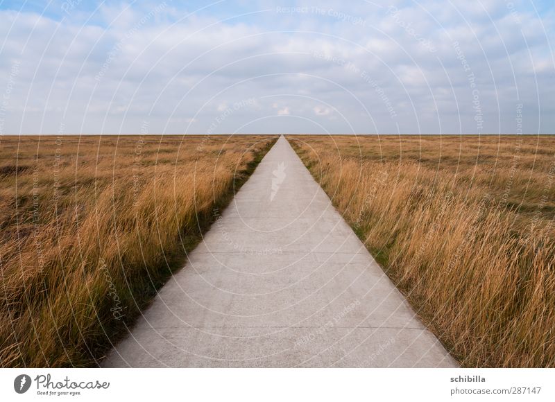 Free path in the salt marshes Relaxation Far-off places Freedom Cycling tour Nature Landscape Horizon Meadow North Sea Lanes & trails Line Hiking Gap Disperse