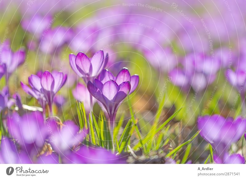 Crocuses in spring Garden Nature Plant Earth Sunlight Spring Beautiful weather Grass Leaf Blossom Wild plant Park Meadow Flower meadow Friendliness Fresh Green