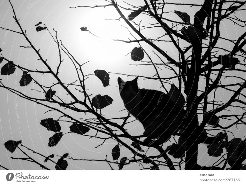 max climb Sun Autumn Tree Leaf Animal Pet Cat 1 Movement Hunting Looking Sit Tall Black Concentrate Climbing Playing Branch Delicate Caution Attentive Elegant
