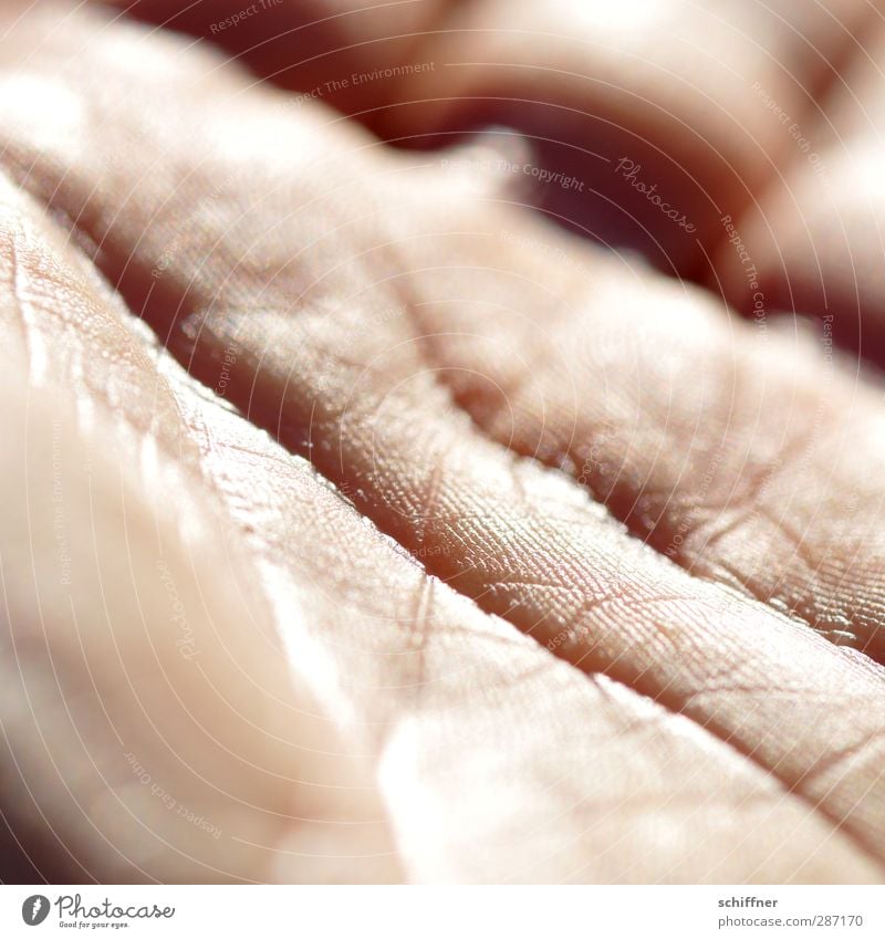 timeframes Human being Skin Hand Fingers Authentic Palm of the hand Uniqueness Wrinkles Sunlight Water ditch Life line Future palmistry Fortune-telling