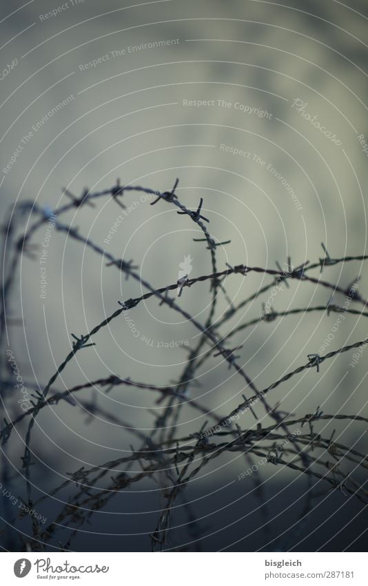 barbed wire Fence Barbed wire Barbed wire fence Gray Penitentiary Captured Border Colour photo Subdued colour Exterior shot Deserted Copy Space top Evening