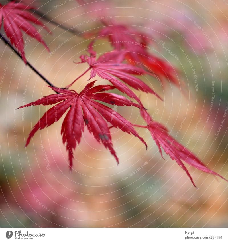 Autumn in red... Environment Nature Plant Tree Leaf Maple tree Maple leaf Garden Old Hang To dry up Growth Esthetic Authentic Beautiful Natural Brown Green Red