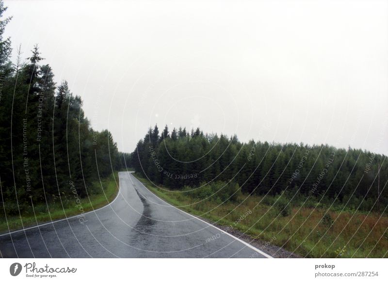 Nordic piss weather Environment Nature Landscape Plant Sky Clouds Bad weather Rain Tree Grass Bushes Forest Street Lanes & trails Simple Far-off places Free