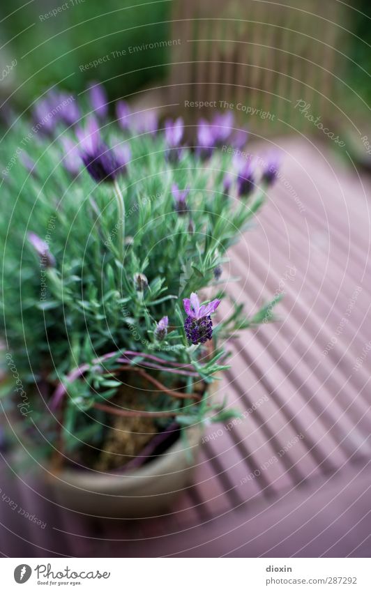 Happy Birthday photocase | and a flower gibt´s also! Plant Flower Bushes Blossom Lavender Garden Blossoming Growth Nature Colour photo Exterior shot Deserted