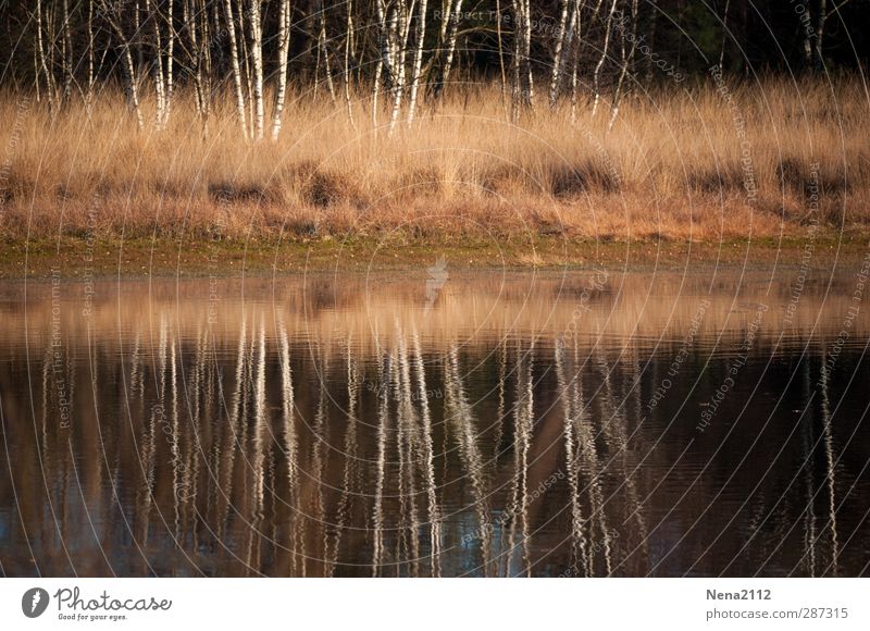 Birch mirror III Environment Nature Landscape Water Autumn Winter Tree Bushes Meadow Forest Lakeside Bog Pond River Birch tree Birch wood Tree trunk