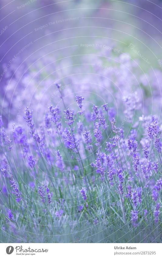 Lavender in the field Herbs and spices Alternative medicine Wellness Harmonious Contentment Relaxation Calm Meditation Spa Decoration Wallpaper book cover Card